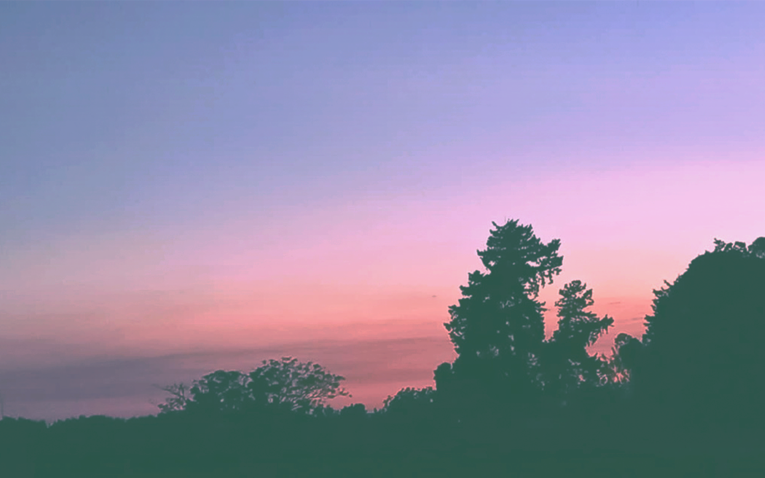 Pink evening sky above dark trees