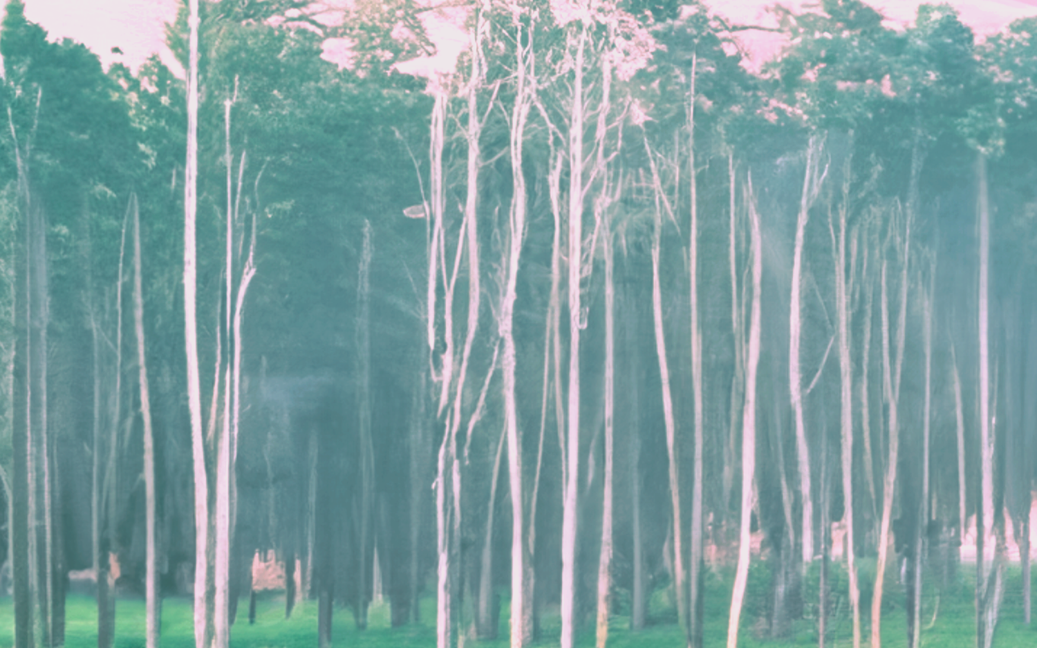 Tall pale tree trunks against a green woodland