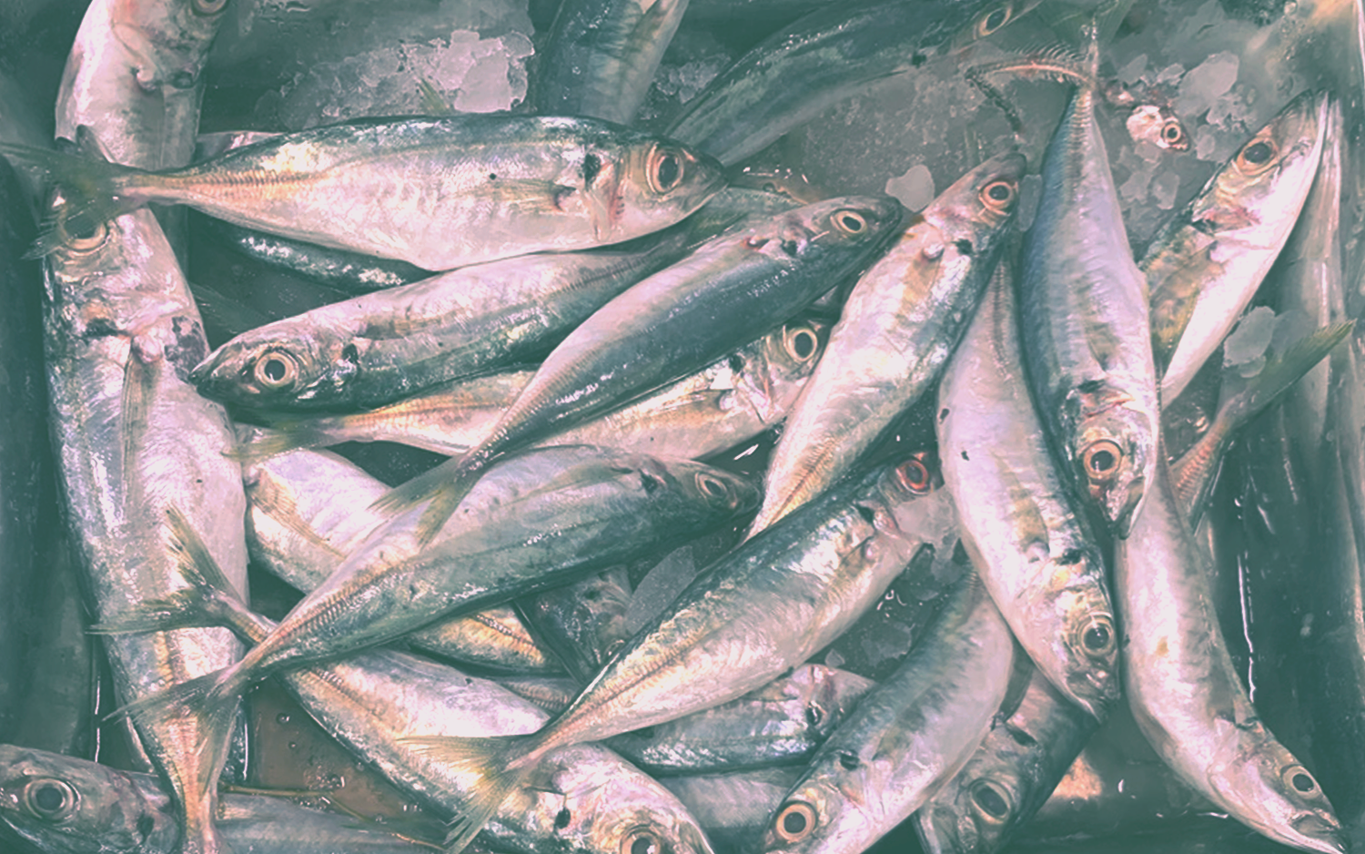 Silver fish piled together, with pink and green film tones